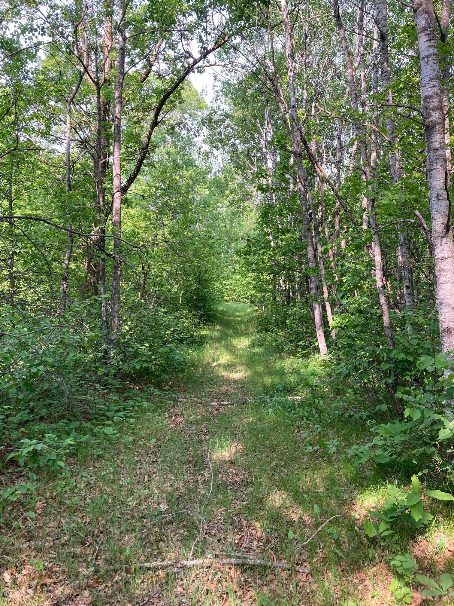 Lot 6 Fawn Lake Road, Crosslake, Minnesota image 7