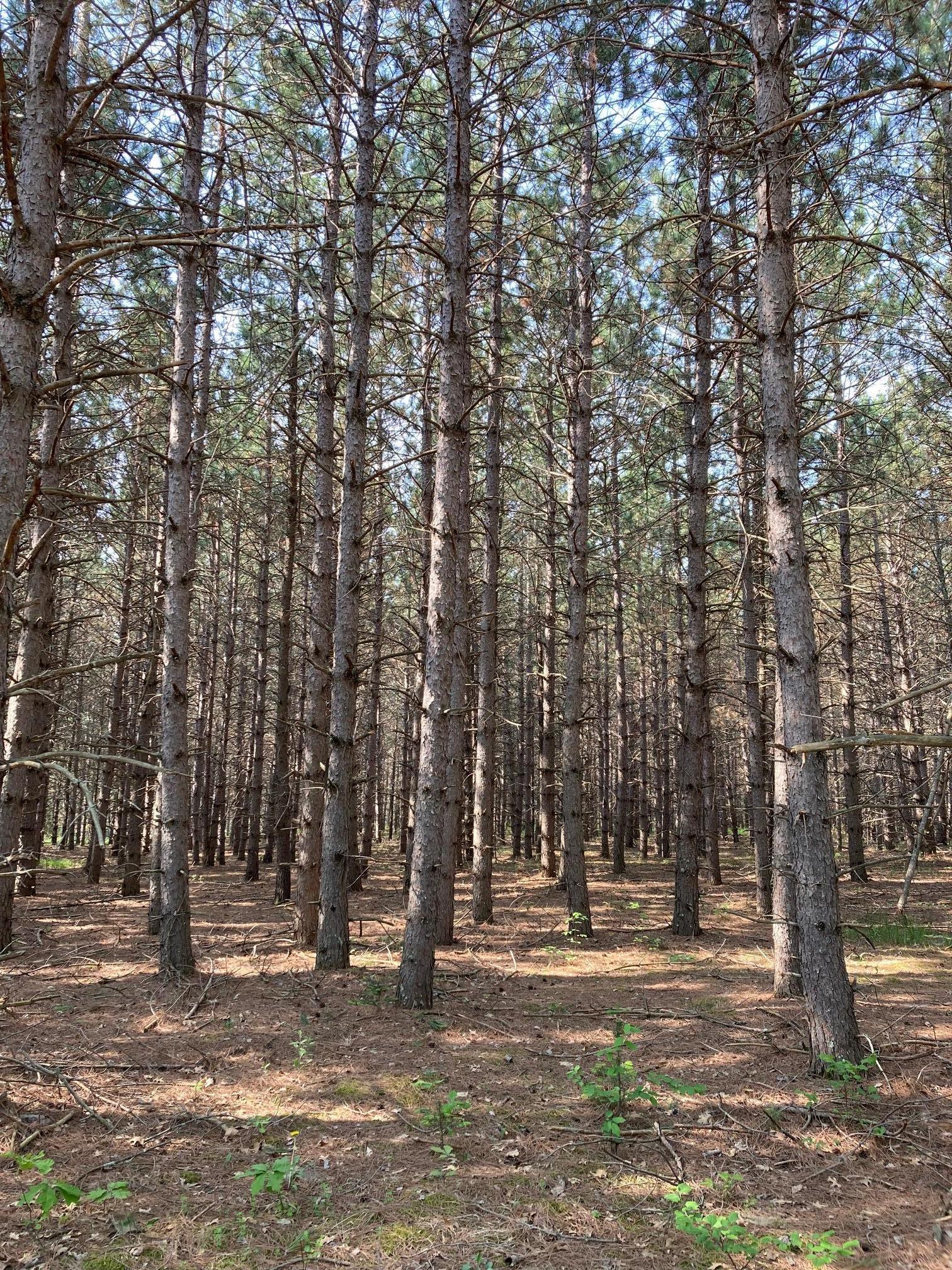 Lot 6 Fawn Lake Road, Crosslake, Minnesota image 1