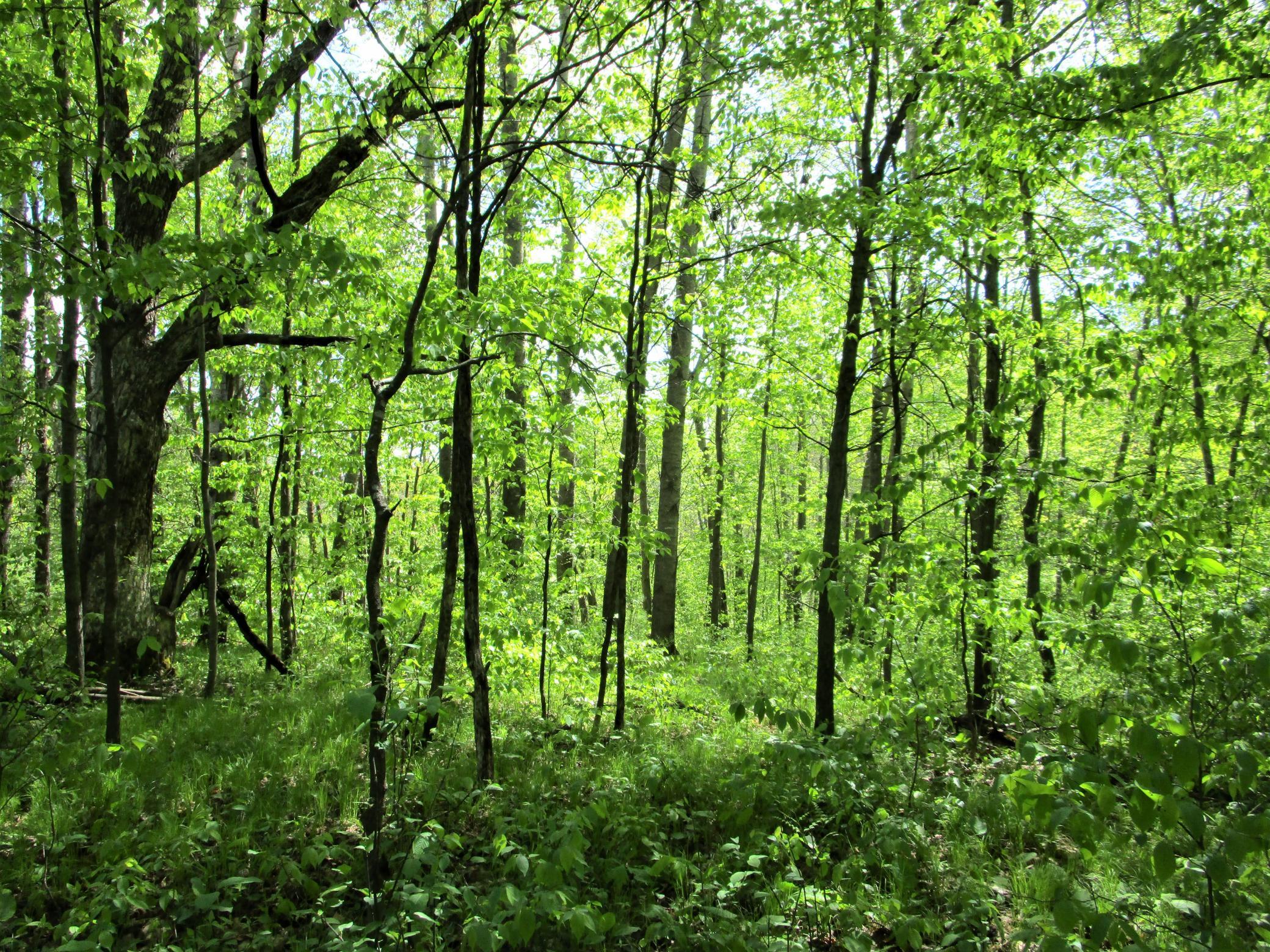 Lot 2 85th Street, Frederic, Wisconsin image 4