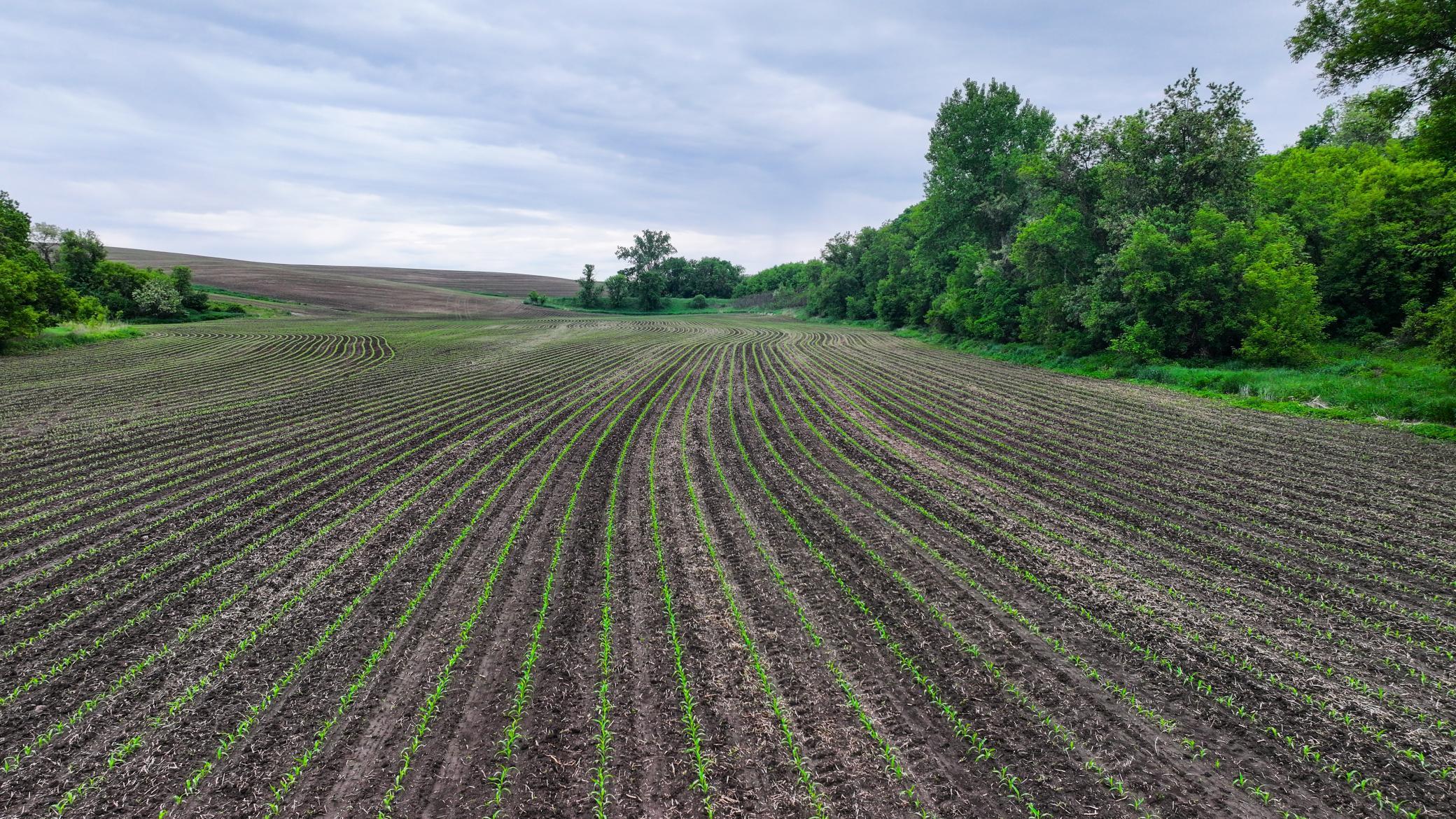 Xxx County Road 3, Zumbro Falls, Minnesota image 14