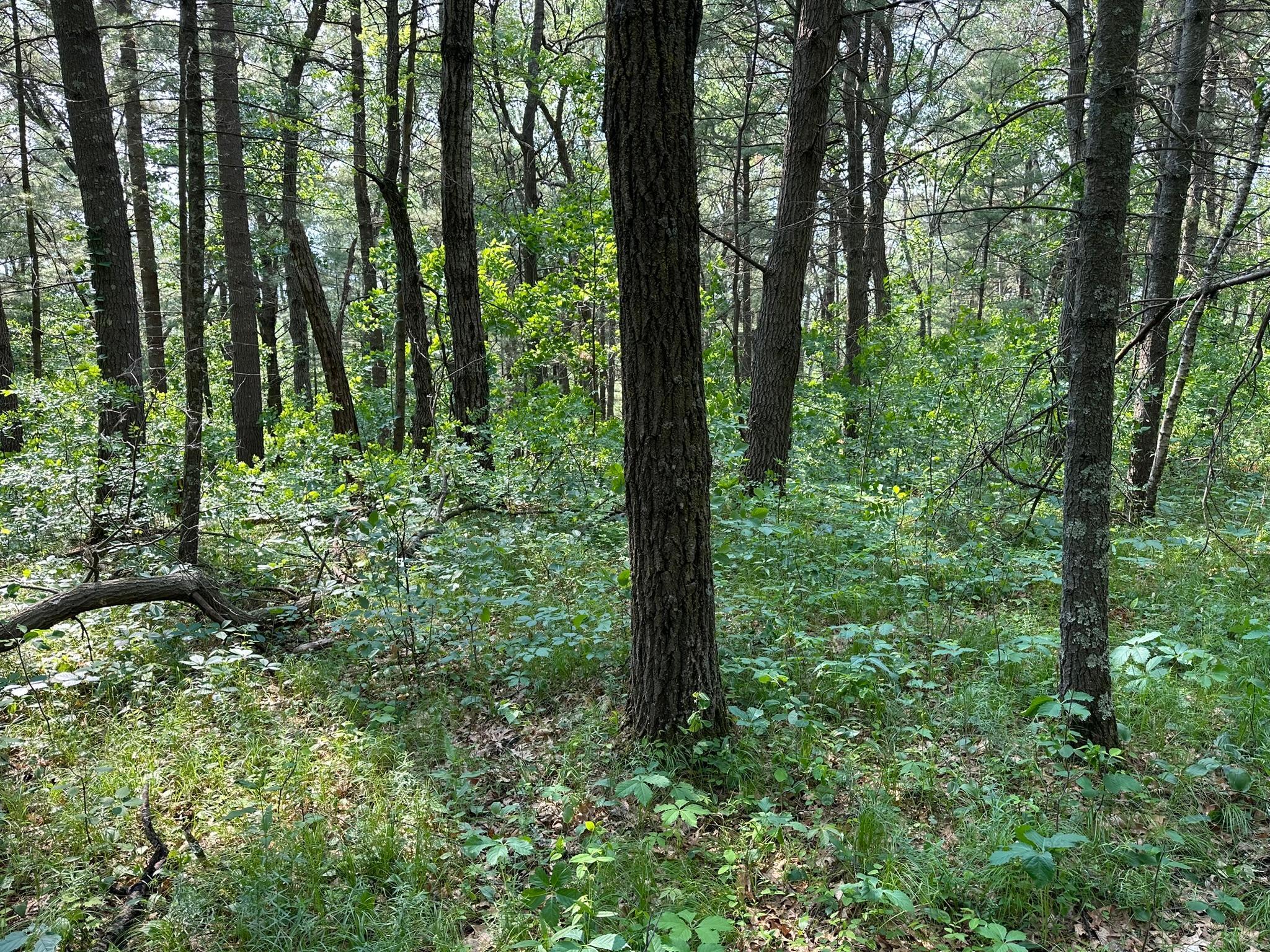 TBD Ode Circle, Browerville, Minnesota image 7