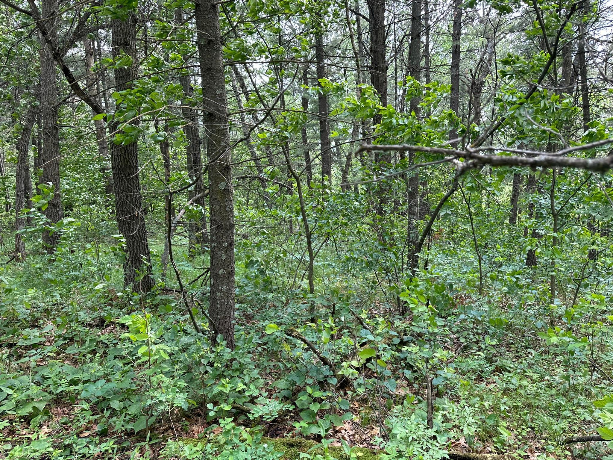 TBD Ode Circle, Browerville, Minnesota image 13
