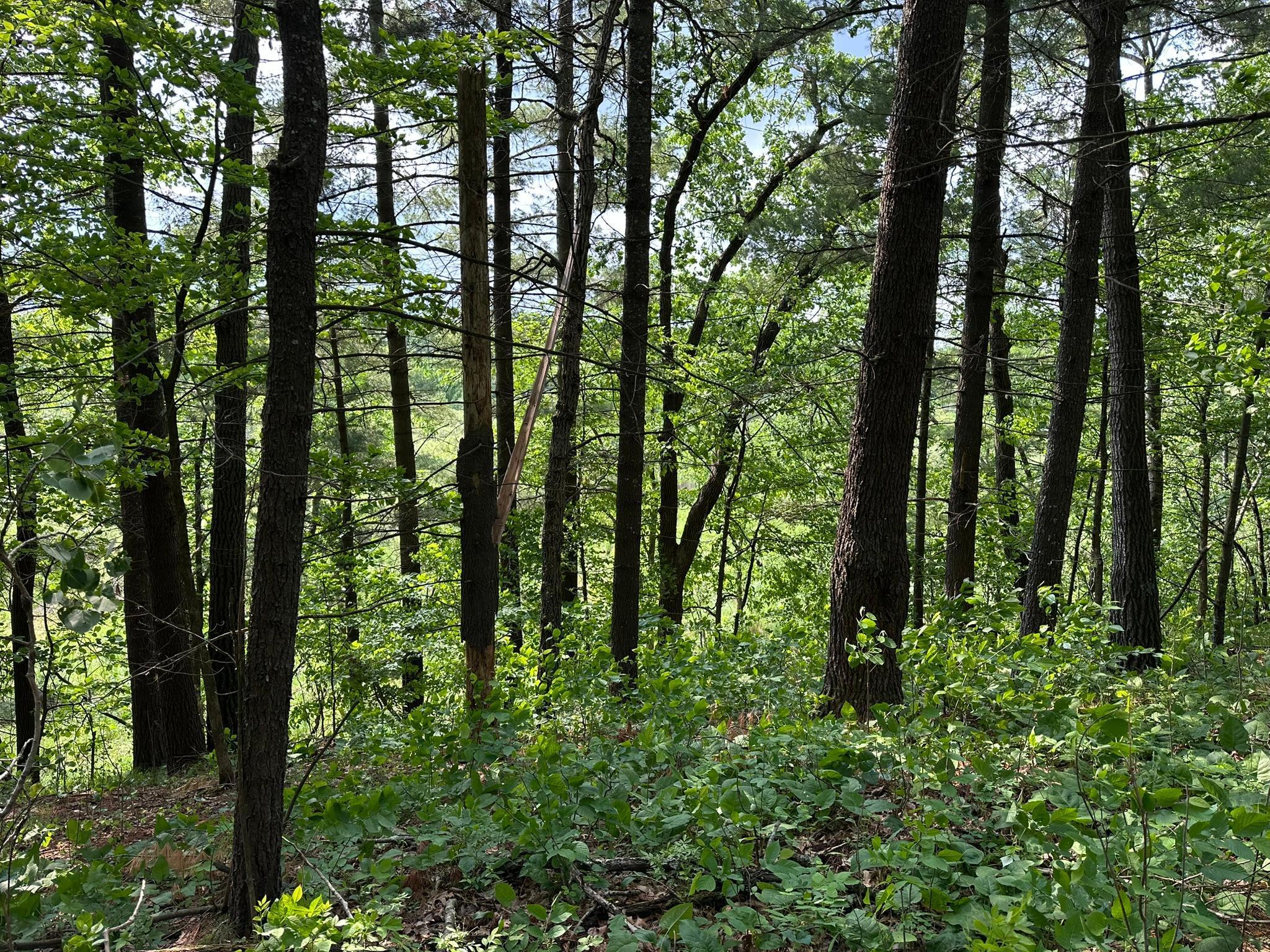 TBD Ode Circle, Browerville, Minnesota image 9