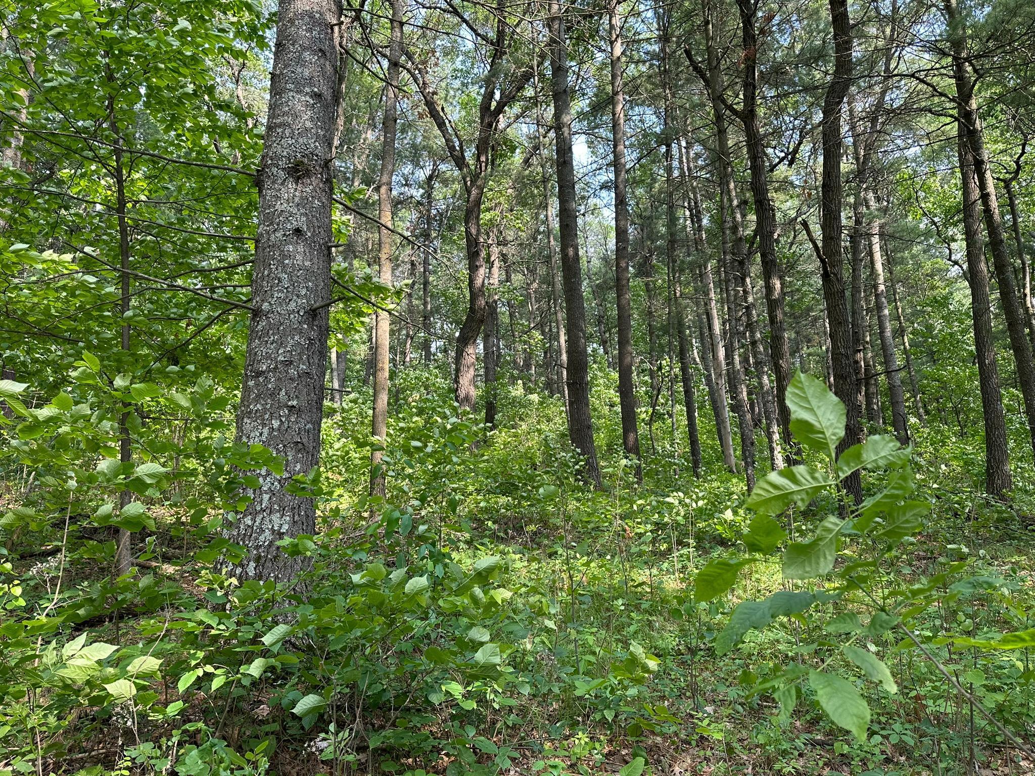 TBD Ode Circle, Browerville, Minnesota image 11