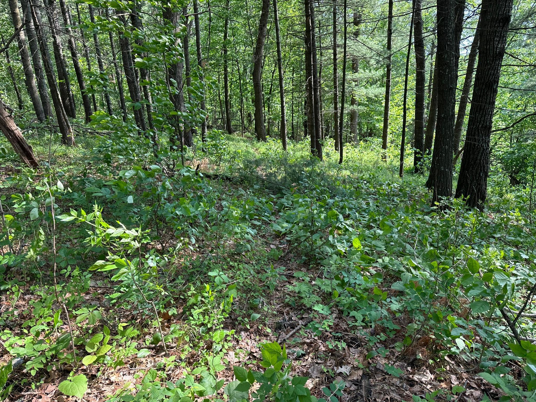 TBD Ode Circle, Browerville, Minnesota image 8