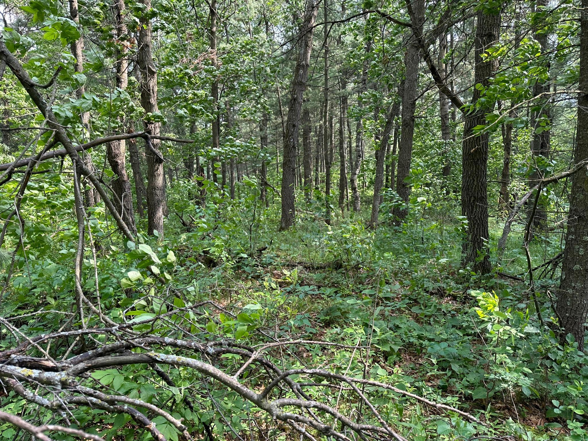TBD Ode Circle, Browerville, Minnesota image 12