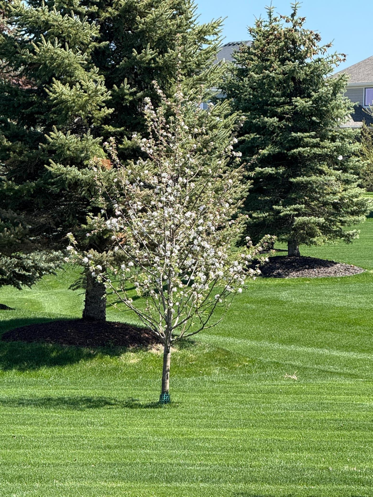 2382 Scenic Park Place, Rochester, Minnesota image 36