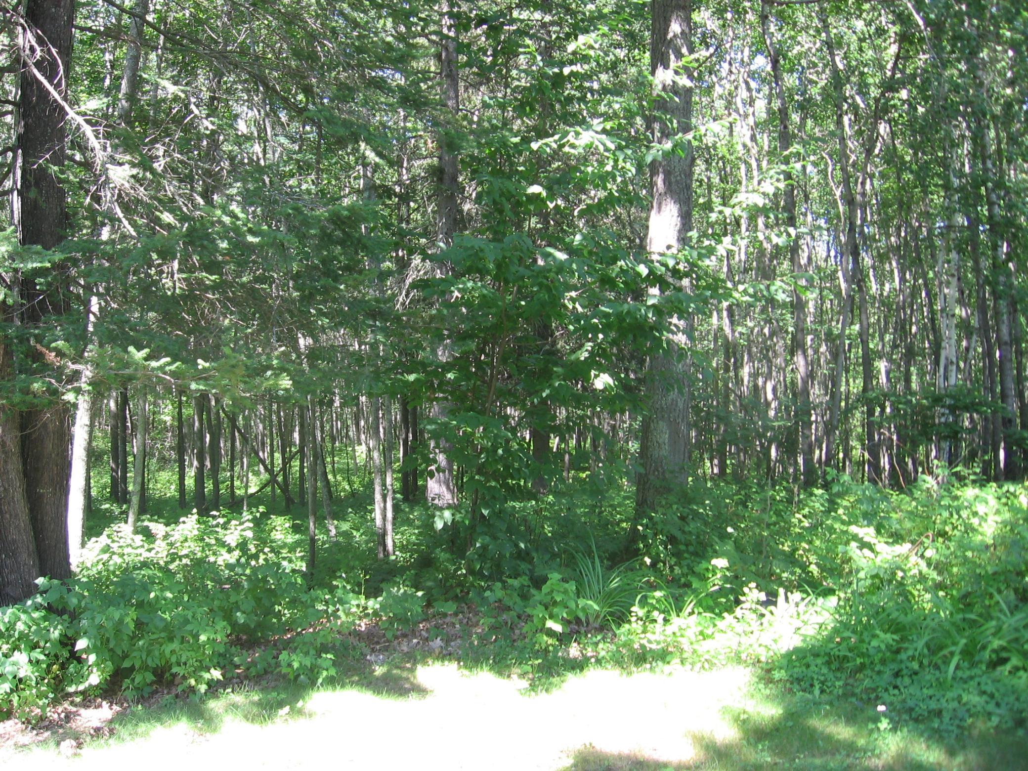 3677 County Road 54, Longville, Minnesota image 44