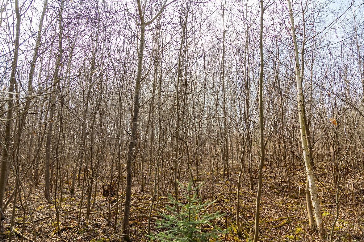 County Road Ee, Elk Mound, Wisconsin image 11