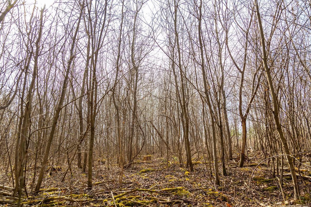 County Road Ee, Elk Mound, Wisconsin image 15