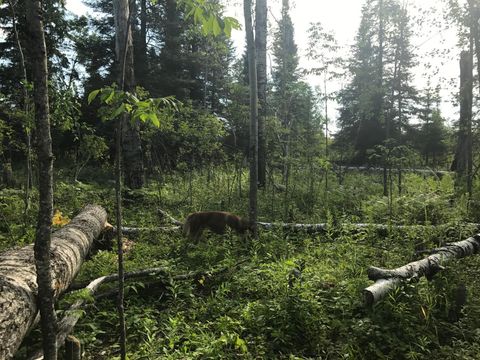 Vacant Land For Sale - SEC: 2 TWP: 61.0 RG: 19 Lot: Blk: Ac<br/> Angora, MN 55703