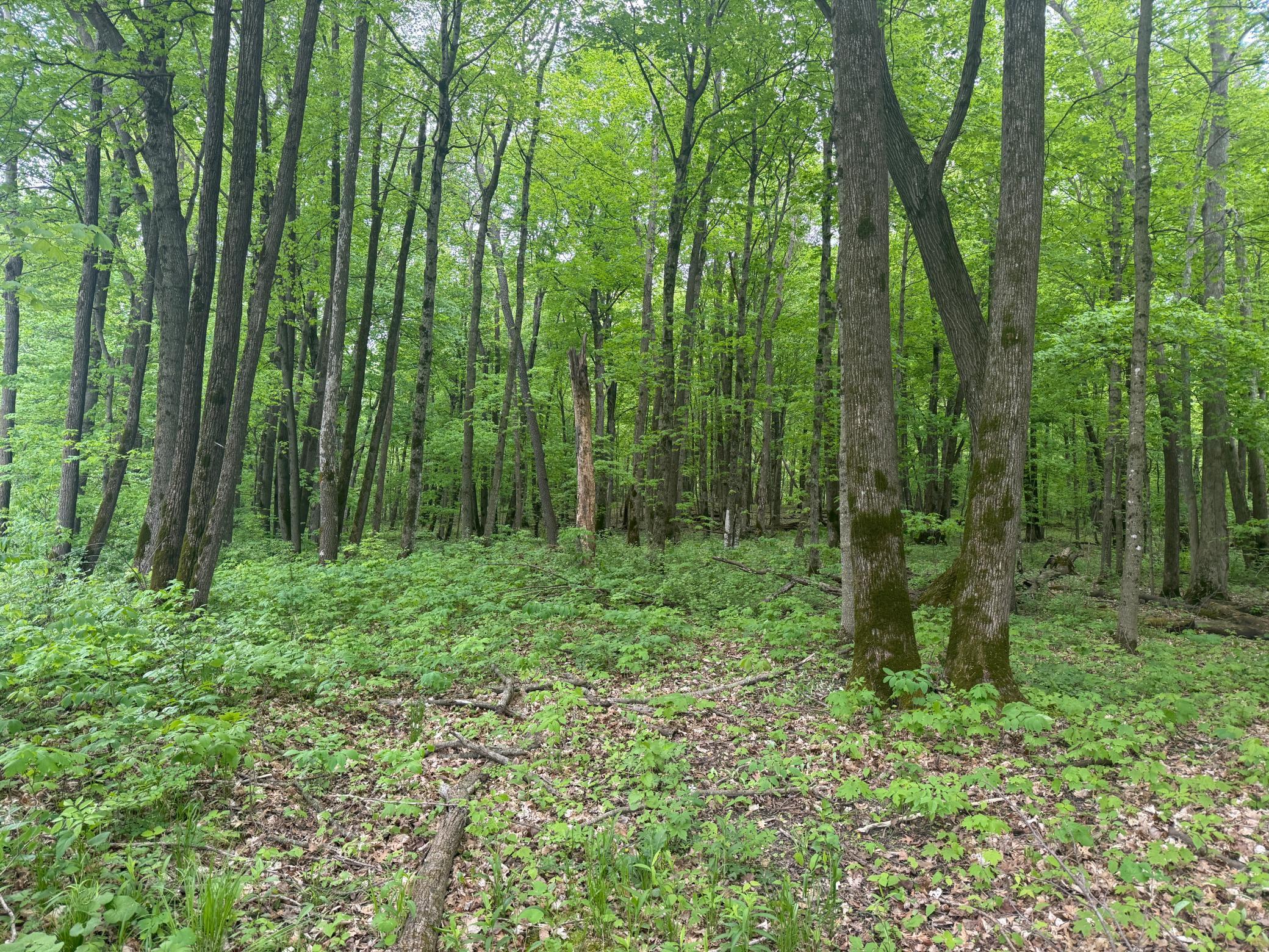 8909 SE 43rd Avenue, Stewartville, Minnesota image 27