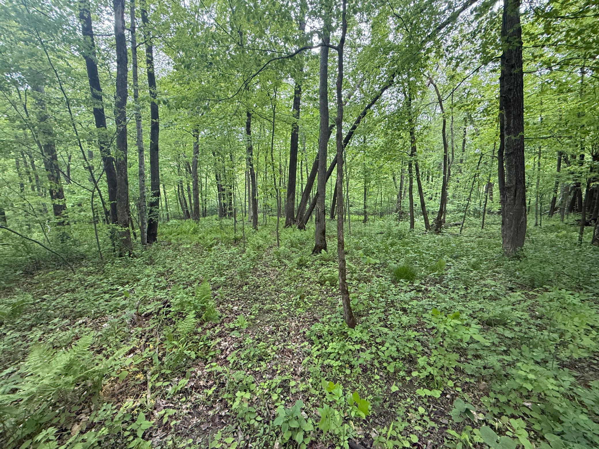 8909 SE 43rd Avenue, Stewartville, Minnesota image 34