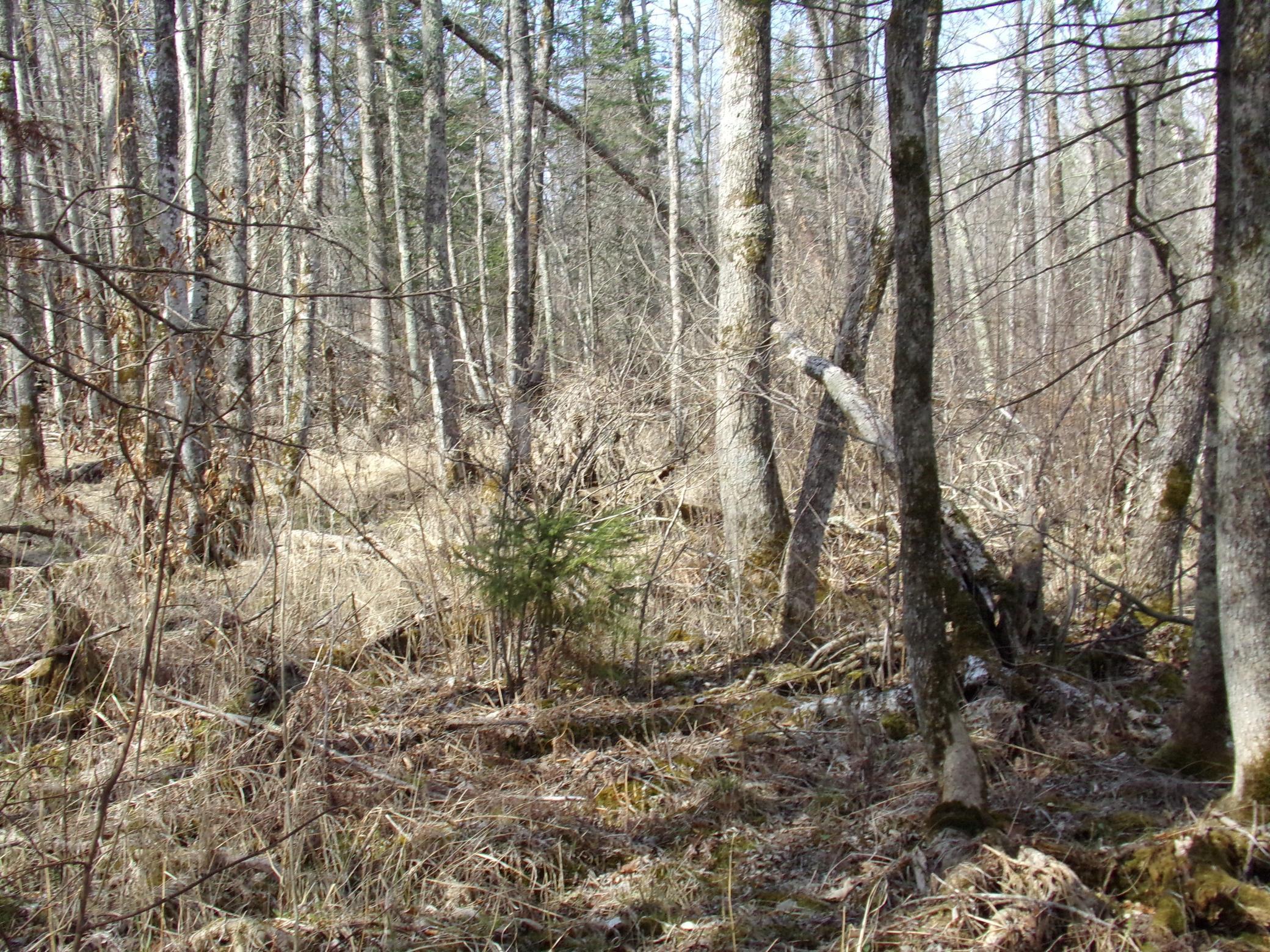 TBD Goshawk Street, Mcgregor, Minnesota image 11