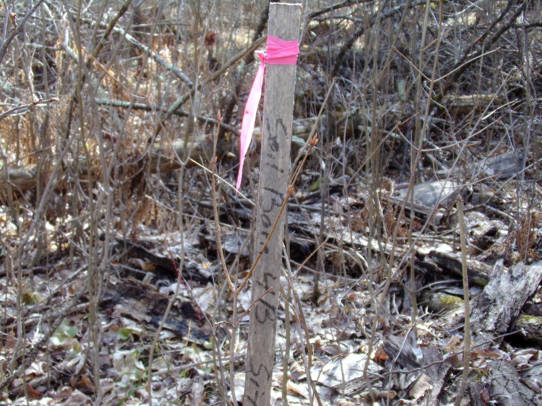 TBD Goshawk Street, Mcgregor, Minnesota image 6