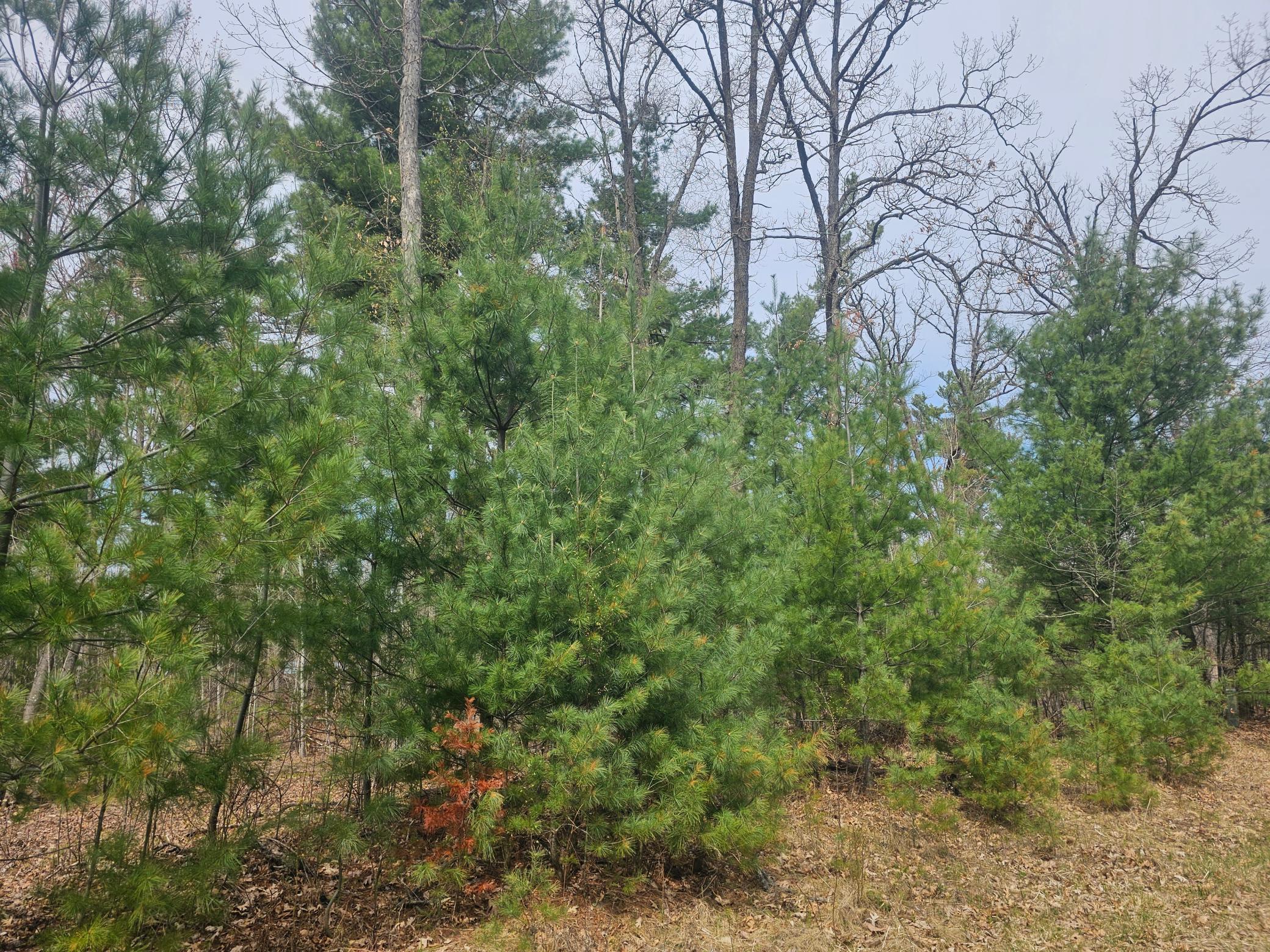 28457 Johnson Lake Road, Webster, Wisconsin image 11