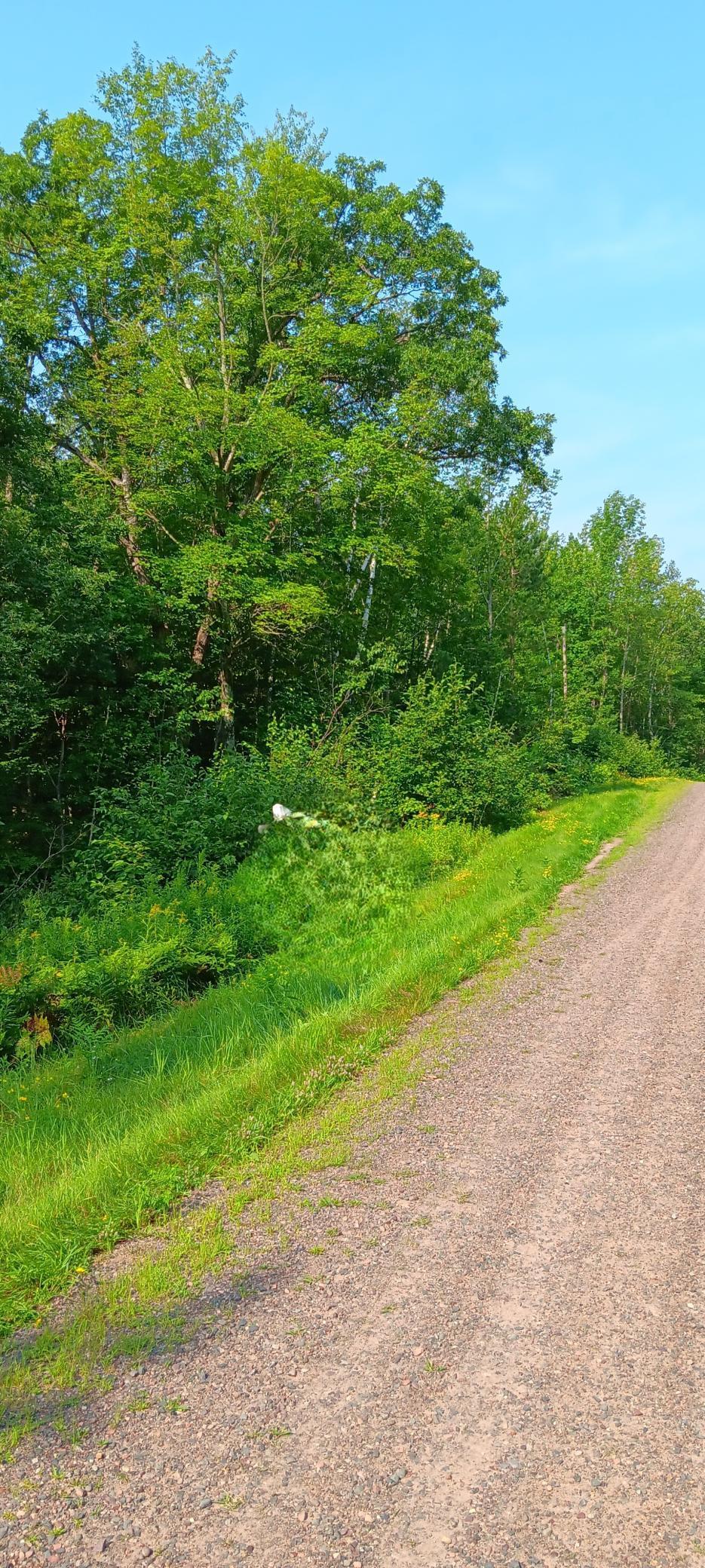 XXX Camp Road, Weyerhaeuser, Wisconsin image 3