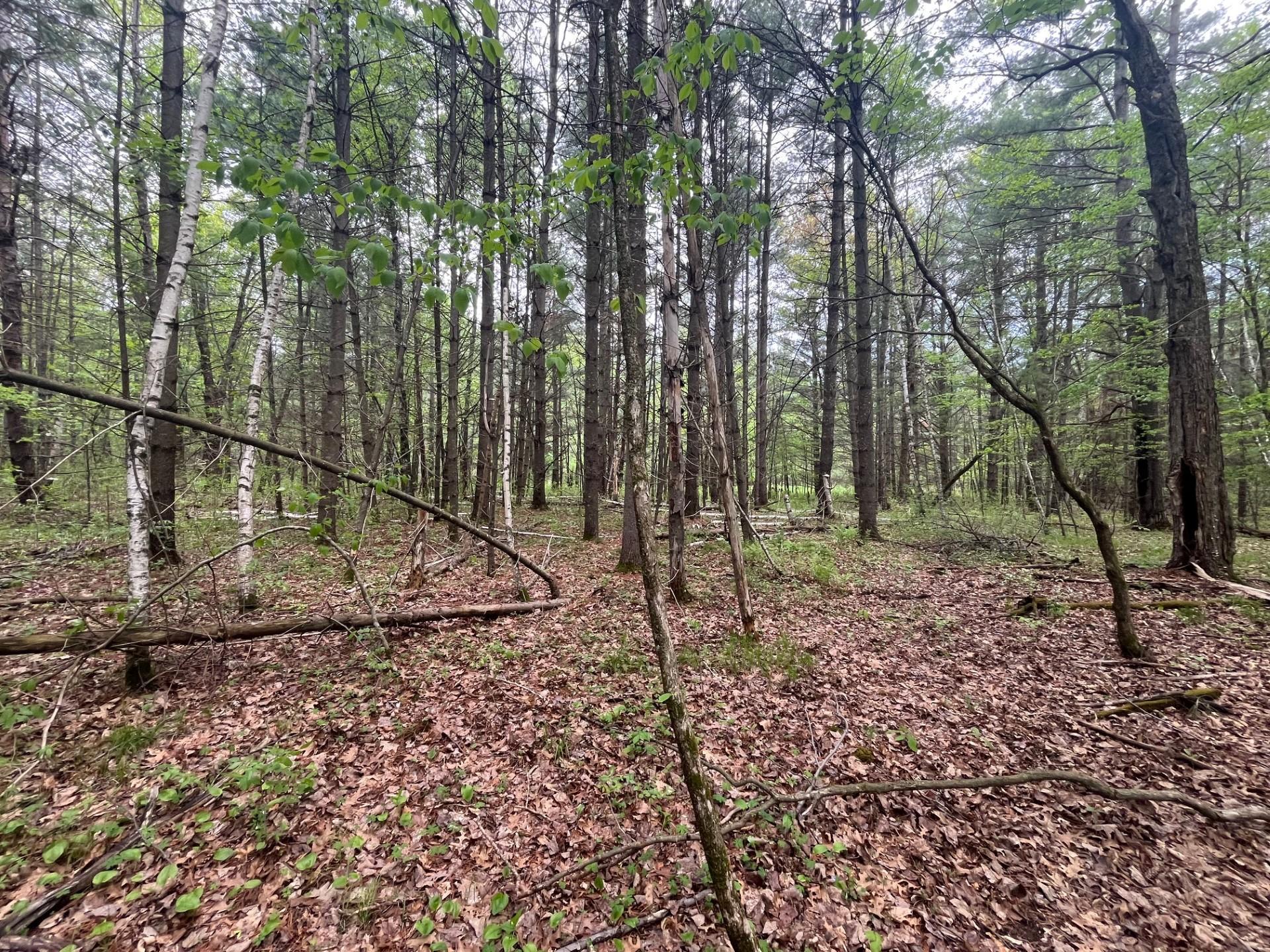 Lot 2 Blomgren Road, Siren, Wisconsin image 8