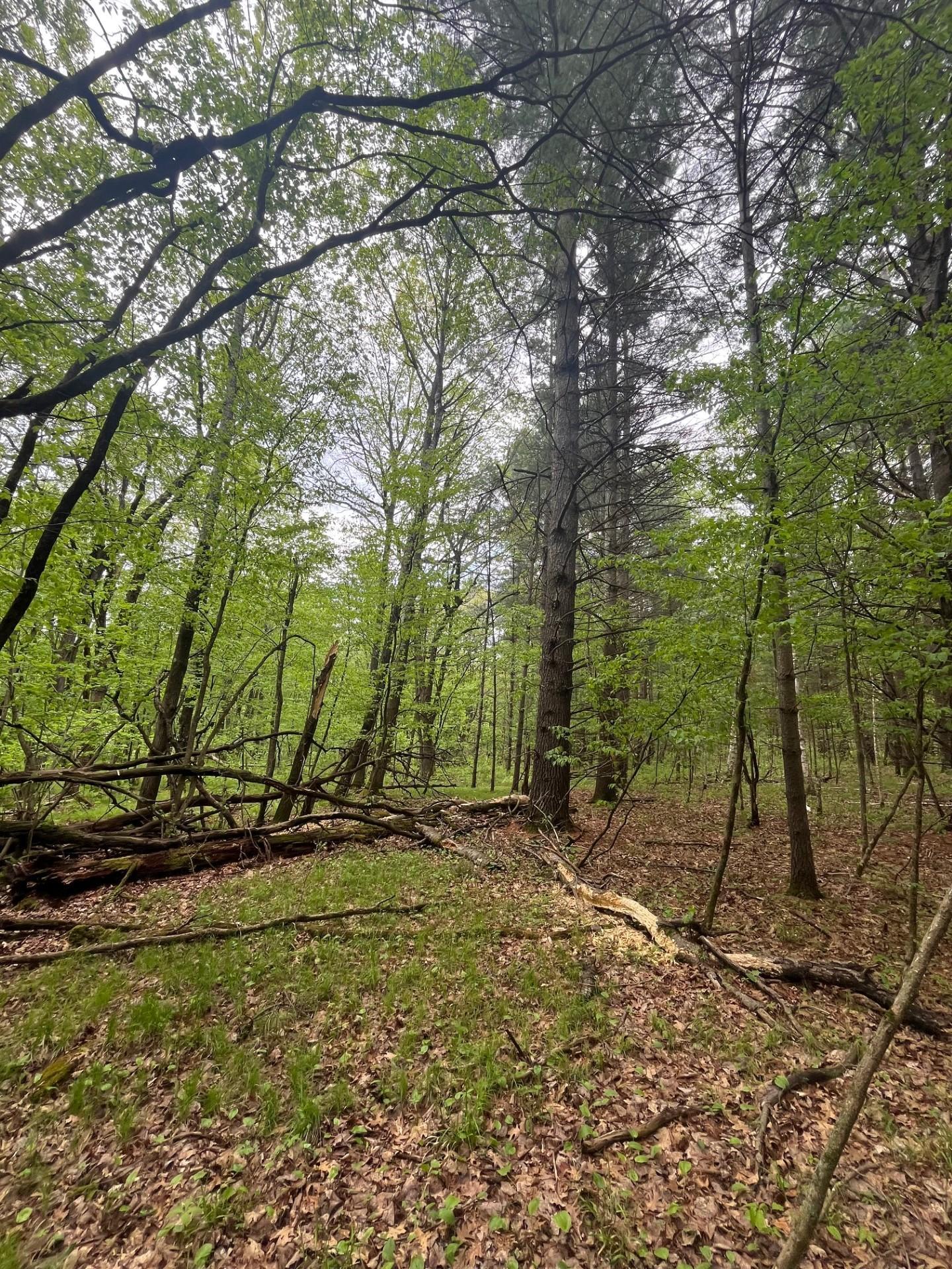 Lot 2 Blomgren Road, Siren, Wisconsin image 6