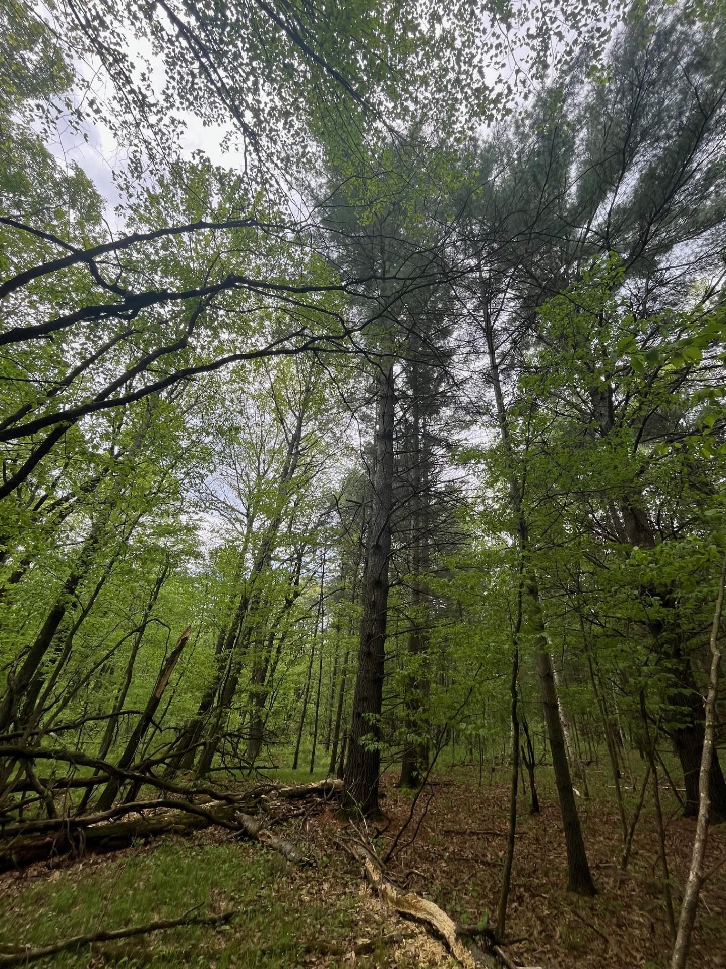 Lot 2 Blomgren Road, Siren, Wisconsin image 7