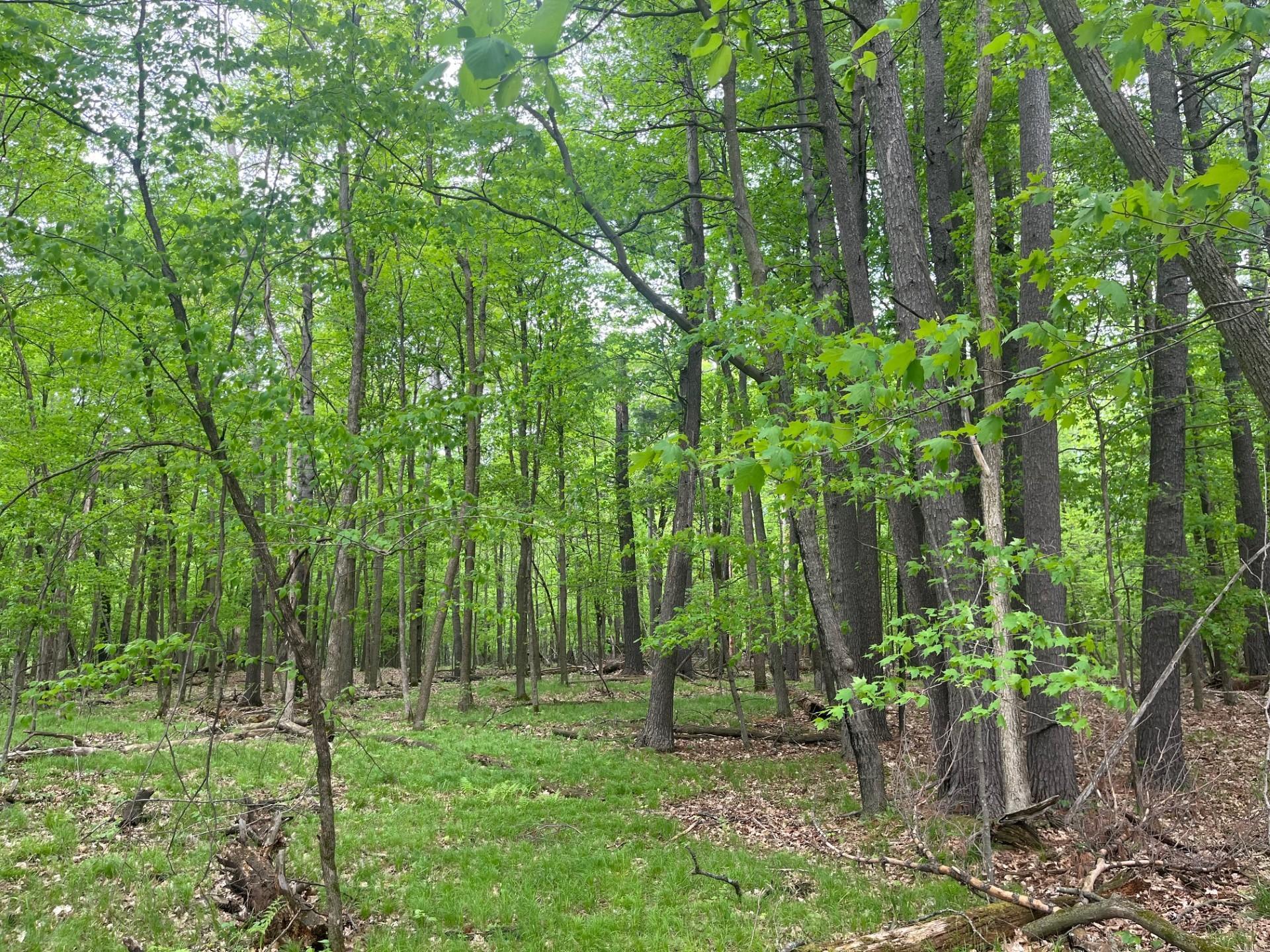 Lot 2 Blomgren Road, Siren, Wisconsin image 10