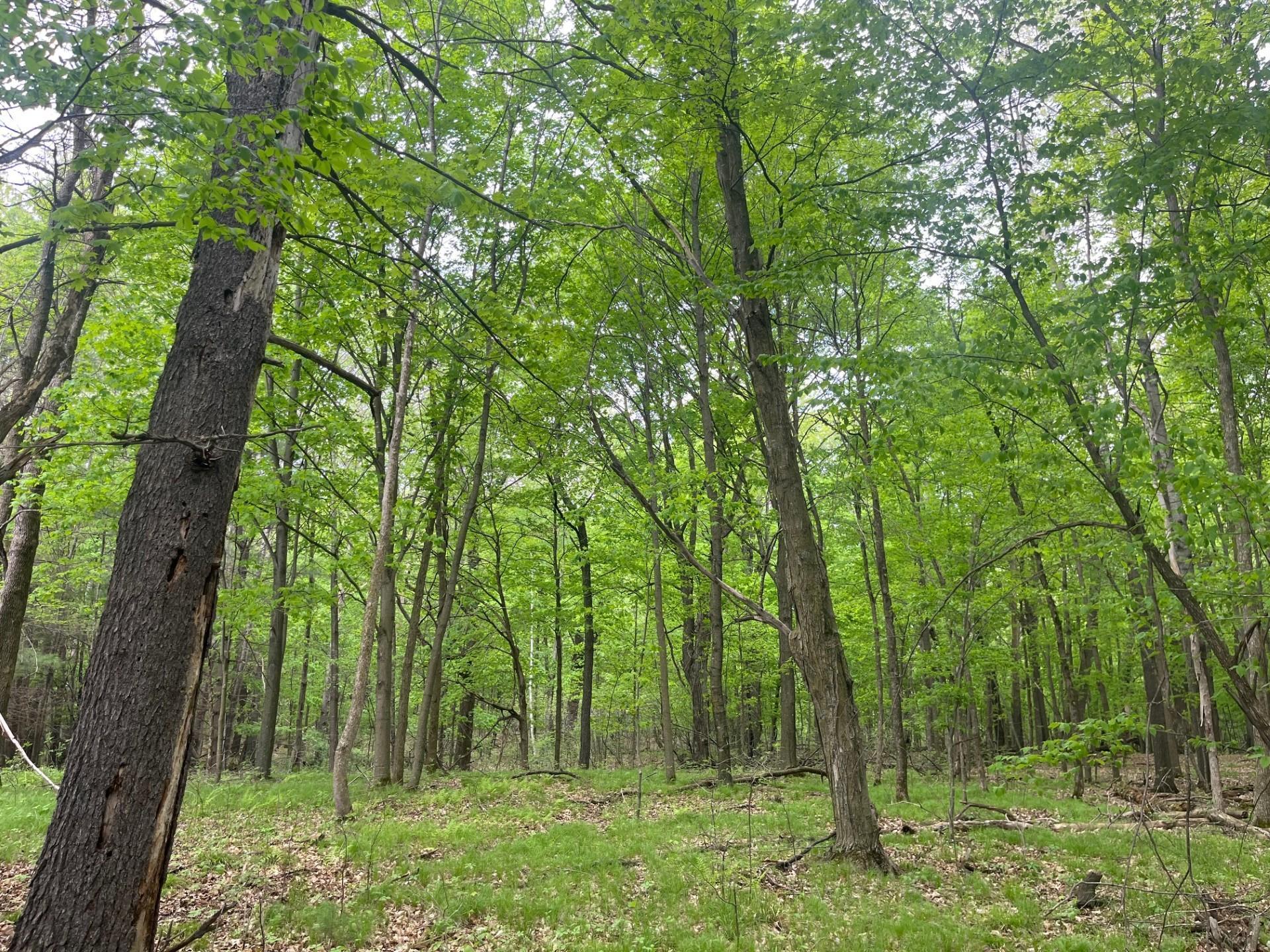Lot 2 Blomgren Road, Siren, Wisconsin image 9