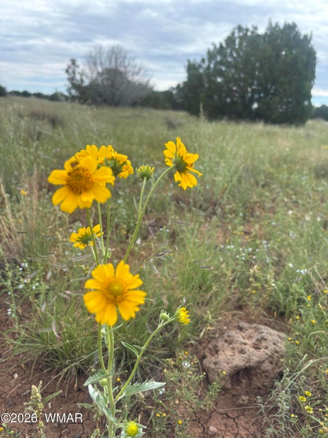 Tiny photo for 33 N3110, Vernon, AZ 85940 (MLS # 263348)