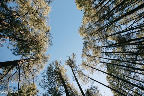 Photo of 5512 Quail Run, Pinedale, AZ 85934 (MLS # 258582)