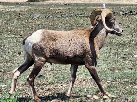 Tiny photo for 21 N 4037 Road, Greer, AZ 85927 (MLS # 259554)