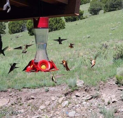 Tiny photo for 41198 US 180, Nutrioso, AZ 85932 (MLS # 259599)