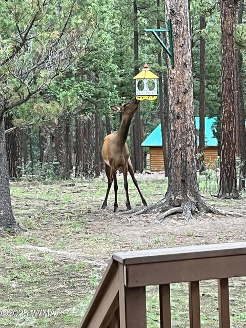 Tiny photo for 17 County Road 2195, Alpine, AZ 85920 (MLS # 256904)