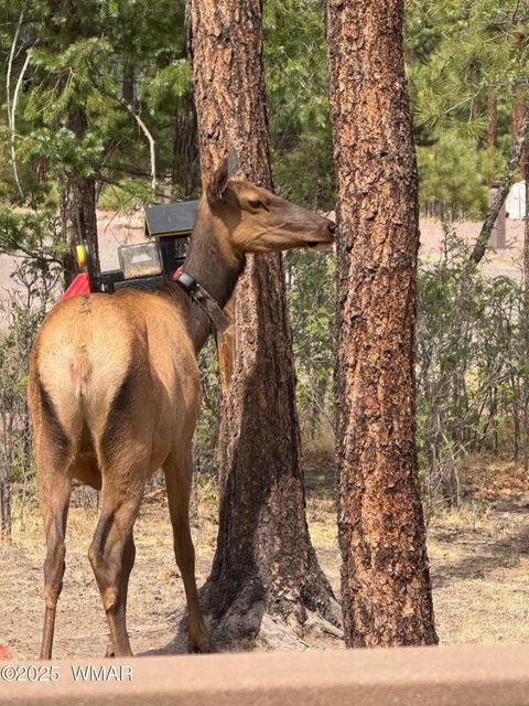 Tiny photo for 17 County Road 2195, Alpine, AZ 85920 (MLS # 256904)