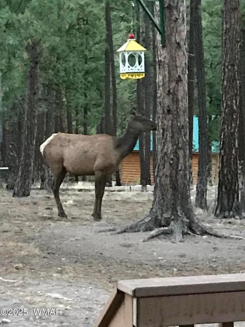 Tiny photo for 17 County Road 2195, Alpine, AZ 85920 (MLS # 256904)