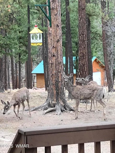 Tiny photo for 17 County Road 2195, Alpine, AZ 85920 (MLS # 256904)