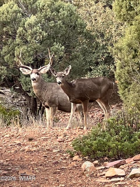 Tiny photo for 6239 Loggers Lane, Show Low, AZ 85901 (MLS # 261309)