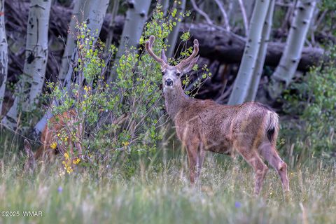 Tiny photo for 50 S Bench Circle, Show Low, AZ 85901 (MLS # 256065)