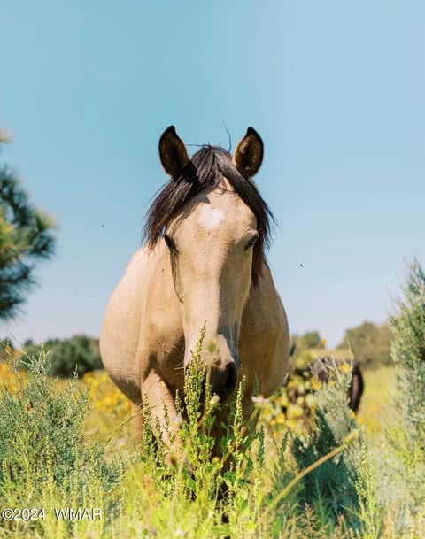 Tiny photo for 2409 Quarter Horse Trail #227, Overgaard, AZ 85933 (MLS # 261293)