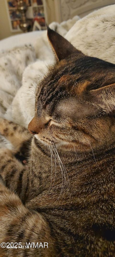 Tiny photo for 4520 Tatanka Loop Loop #A4, Show Low, AZ 85901 (MLS # 256827)