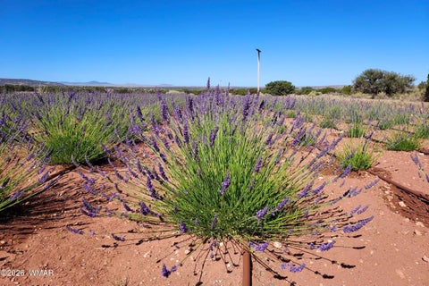 Tiny photo for 67 N6402, Saint Johns, AZ 85936 (MLS # 262439)
