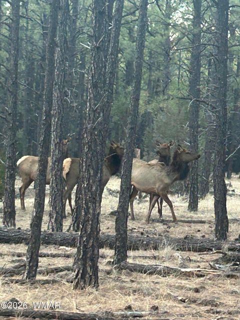 Tiny photo for 903 Birdsong Way Way, Lakeside, AZ 85929 (MLS # 259260)