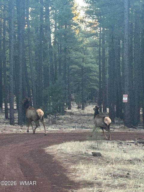 Tiny photo for 903 Birdsong Way Way, Lakeside, AZ 85929 (MLS # 259260)