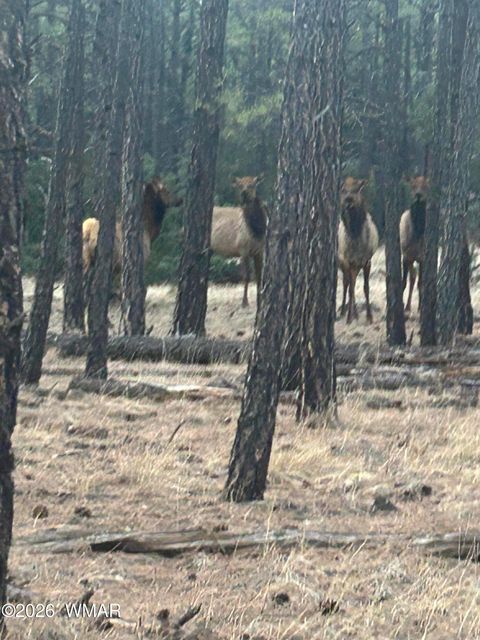 Tiny photo for 903 Birdsong Way Way, Lakeside, AZ 85929 (MLS # 259260)