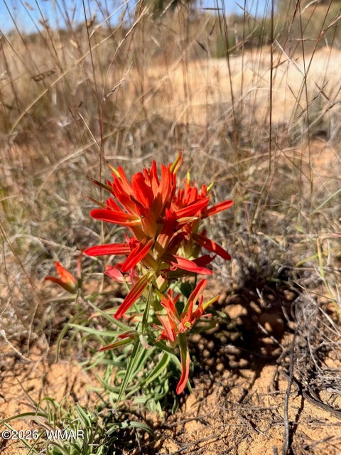 Tiny photo for Lot 19 Snowflake Ranches, Snowflake, AZ 85937 (MLS # 263523)