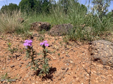 Tiny photo for 8564 Pine Lane, Show Low, AZ 85901 (MLS # 262985)