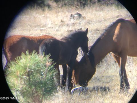 Tiny photo for 2702 Covered Wagon Trail, Overgaard, AZ 85933 (MLS # 257806)