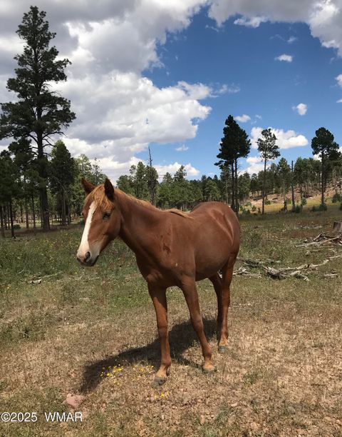 Tiny photo for 2702 Covered Wagon Trail, Overgaard, AZ 85933 (MLS # 257806)