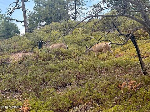 Tiny photo for 6374 Old Forest Trail, Show Low, AZ 85901 (MLS # 257773)