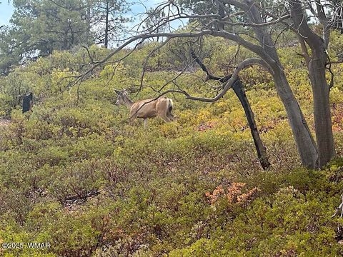 Tiny photo for 6374 Old Forest Trail, Show Low, AZ 85901 (MLS # 257773)