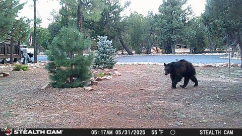 Tiny photo for 3408 Ponderosa Loop, Heber, AZ 85928 (MLS # 260239)