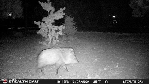 Tiny photo for 3408 Ponderosa Loop, Heber, AZ 85928 (MLS # 260239)